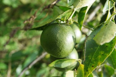 Ağaçta asılı yeşil turuncu doğal bir arka plan
