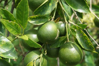 Ağaçta asılı yeşil turuncu doğal bir arka plan