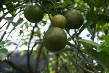 Ağaçta asılı yeşil turuncu doğal bir arka plan
