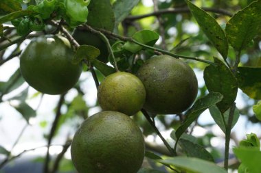 Ağaçta asılı yeşil turuncu doğal bir arka plan