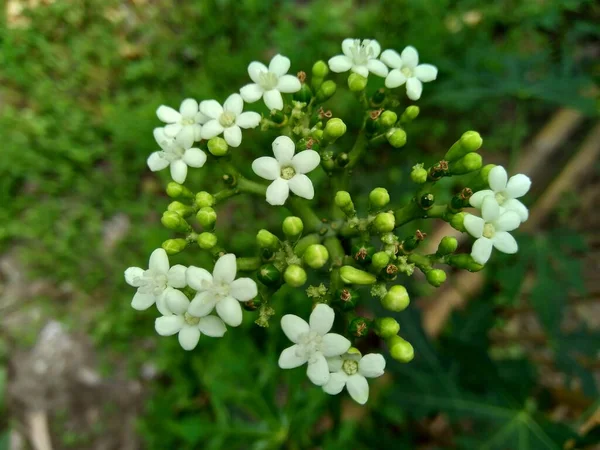 Cnidoscolus Aconitifolius Allmänt Känd Som Chaya Eller Trädspenat Indonesiska Kallar — Stockfoto