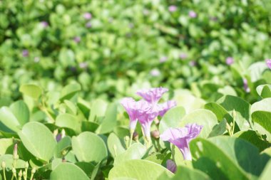 Sahildeki ay çiçeğinin doğal bir geçmişi var.