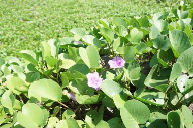 Sahildeki ay çiçeğinin doğal bir geçmişi var.