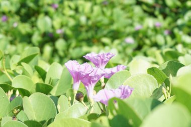 Sahildeki ay çiçeğinin doğal bir geçmişi var.