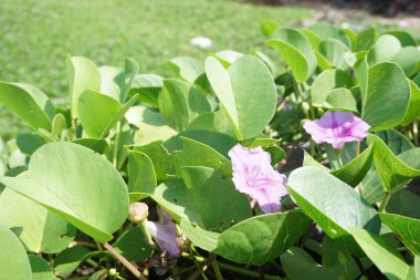 Sahildeki ay çiçeğinin doğal bir geçmişi var.