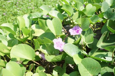 Sahildeki ay çiçeğinin doğal bir geçmişi var.