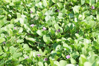 Sahildeki ay çiçeğinin doğal bir geçmişi var.