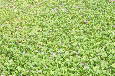 Sahildeki ay çiçeğinin doğal bir geçmişi var.