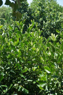Doğal bir geçmişi olan bir Mangrove. Endonezyalılar buna Bakau der.