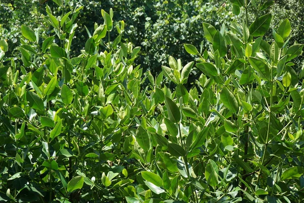 Manglar Con Fondo Natural Indonesio Llaman Bakau —  Fotos de Stock