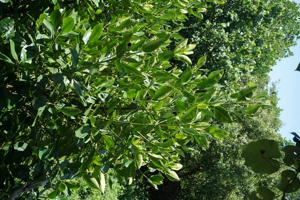 Manglar Con Fondo Natural Indonesio Llaman Bakau —  Fotos de Stock