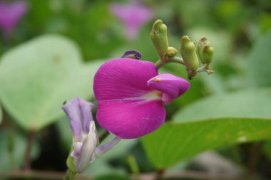 Doğal bir geçmişi olan lathyrus grandiflorus. Aynı zamanda iki çiçekli ebedi bezelye çiçeği de denir. 