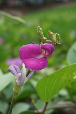 Doğal bir geçmişi olan lathyrus grandiflorus. Aynı zamanda iki çiçekli ebedi bezelye çiçeği de denir. 