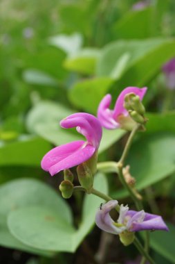 Doğal bir geçmişi olan lathyrus grandiflorus. Aynı zamanda iki çiçekli ebedi bezelye çiçeği de denir. 
