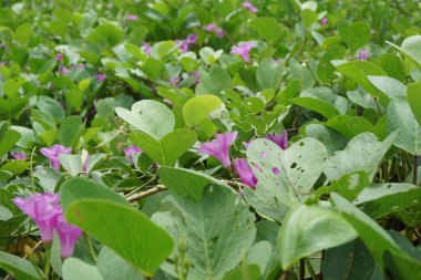 Doğal bir geçmişi olan lathyrus grandiflorus. Aynı zamanda iki çiçekli ebedi bezelye çiçeği de denir. 