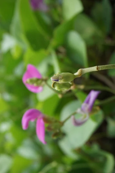 天然の背景を持つラティルス属の花 二花永遠のエンドウ豆の花 — ストック写真