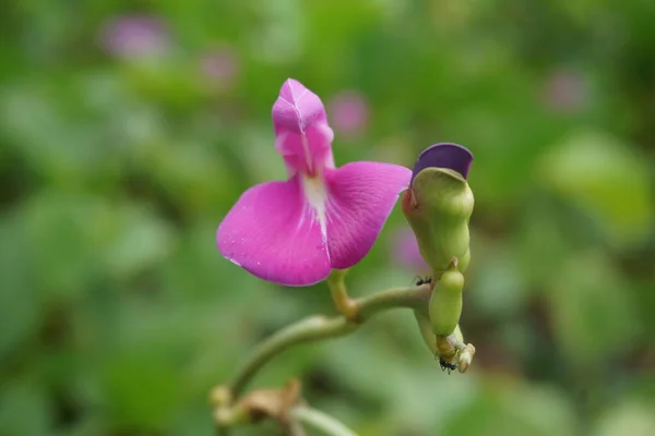 Lathyrus Grandiflorus Con Fondo Natural También Llama Flor Guisante Eterna — Foto de Stock