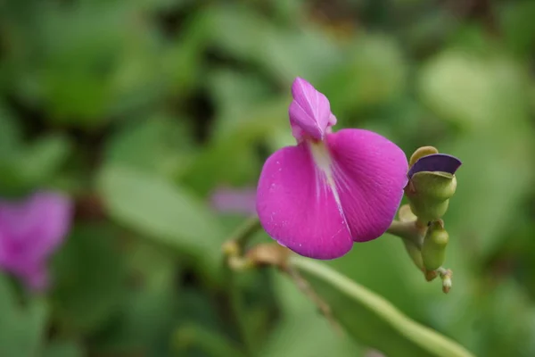 Doğal Bir Geçmişi Olan Lathyrus Grandiflorus Aynı Zamanda Iki Çiçekli — Stok fotoğraf