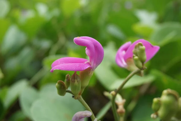 Lathyrus Grandiflorus Con Fondo Natural También Llama Flor Guisante Eterna — Foto de Stock