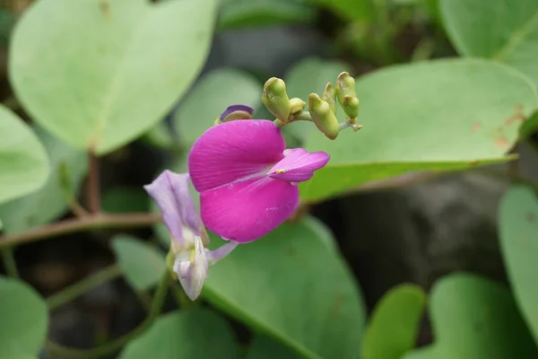 Lathyrus Grandiflorus Con Fondo Natural También Llama Flor Guisante Eterna — Foto de Stock