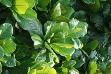 Doğada Terminalia Catappa var. Ayrıca country badem, deniz bademi ve tropikal badem de denir.