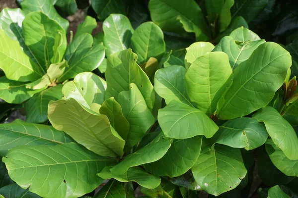 Terminalia Catappa Sobre Naturaleza También Llama Almendra Campestre Almendra Marina — Foto de Stock