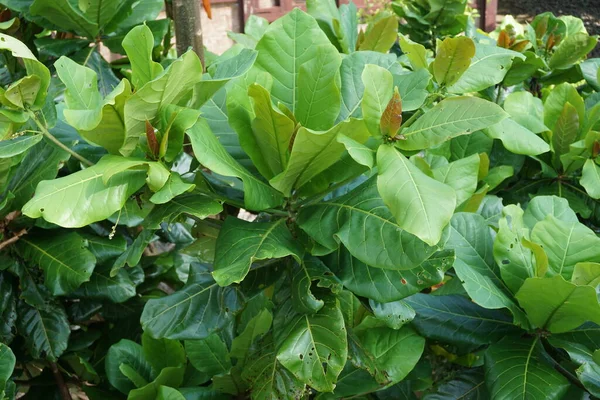 Terminalia Catappa Sobre Natureza Também Chamada Amêndoa Rural Amêndoa Marinha — Fotografia de Stock