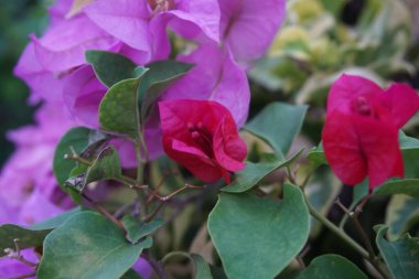 Doğadaki egzotik begonvil çiçeği.