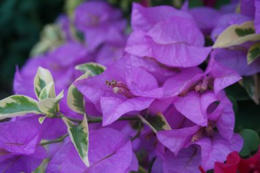 Doğadaki egzotik begonvil çiçeği.