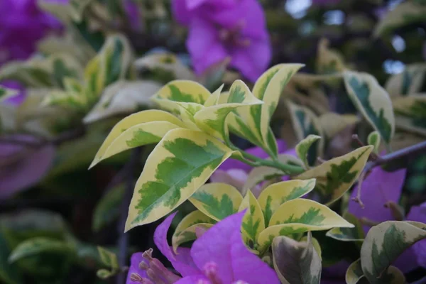 Flor Bougainvillea Exótica Natureza — Fotografia de Stock