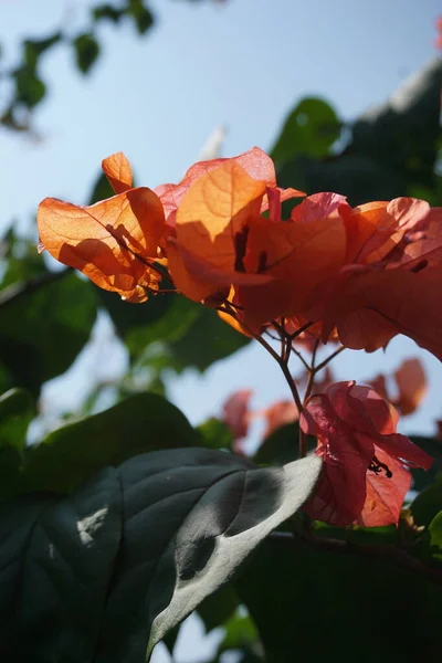 Flor Bougainvillea Exótica Natureza — Fotografia de Stock