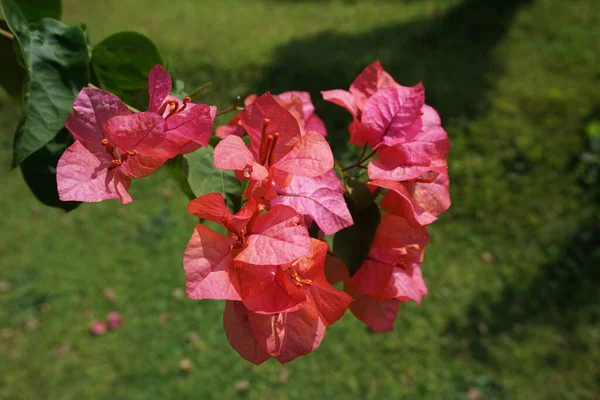 Egzotyczny Kwiat Bugenwilli Naturze — Zdjęcie stockowe