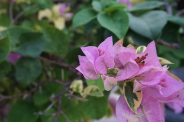 Doğadaki egzotik begonvil çiçeği.