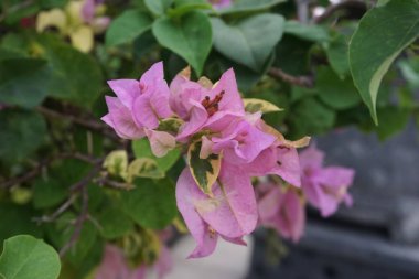 Doğadaki egzotik begonvil çiçeği.