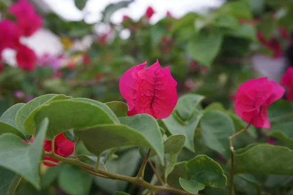 Flor Exótica Buganvilla Naturaleza — Foto de Stock