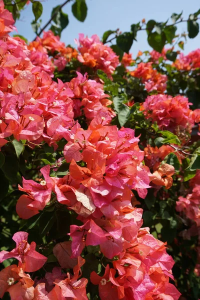 Doğadaki Egzotik Begonvil Çiçeği — Stok fotoğraf