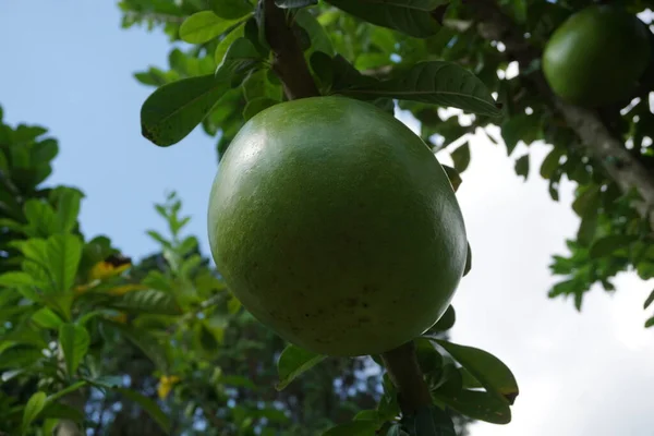 Crescentia Cujete Fruit Avec Fond Naturel Aussi Appelé Arbre Calabash — Photo