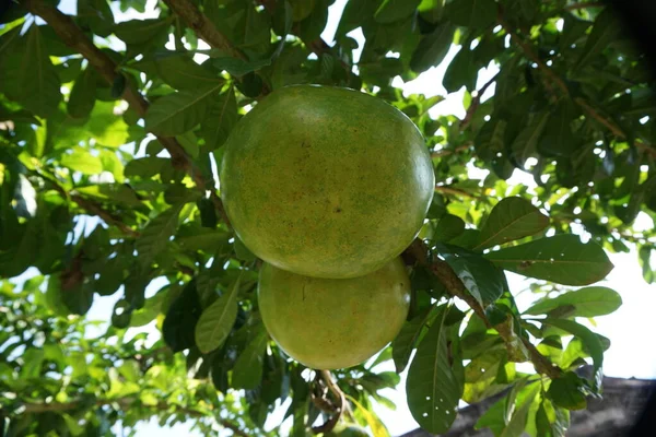 Crescentia Cujete Φρούτα Φυσικό Υπόβαθρο Ονομάζεται Επίσης Δέντρο Καλαμπάς — Φωτογραφία Αρχείου