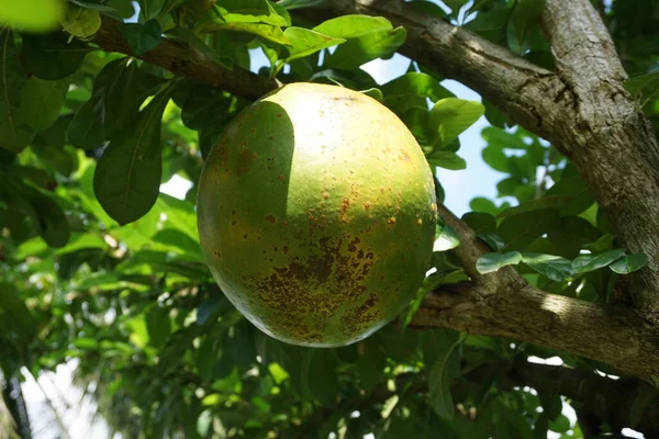 Crescentia Cujete Fruit Met Een Natuurlijke Achtergrond Ook Wel Calabash — Stockfoto