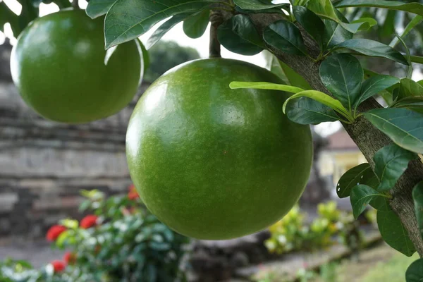 Crescentia Cujete Fruit Avec Fond Naturel Aussi Appelé Arbre Calabash — Photo