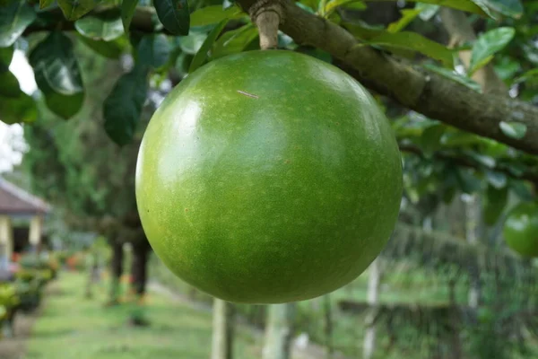 Crescentia Fruta Cujete Con Fondo Natural También Llama Árbol Calabash —  Fotos de Stock
