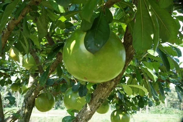 Crescentia Cujete Φρούτα Φυσικό Υπόβαθρο Ονομάζεται Επίσης Δέντρο Καλαμπάς — Φωτογραφία Αρχείου