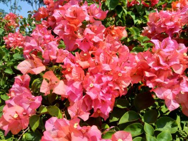 Doğadaki egzotik begonvil çiçeği.