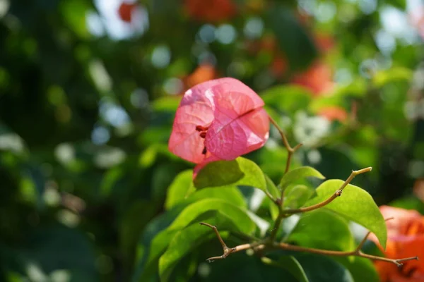 Flor Exótica Buganvilla Naturaleza — Foto de Stock