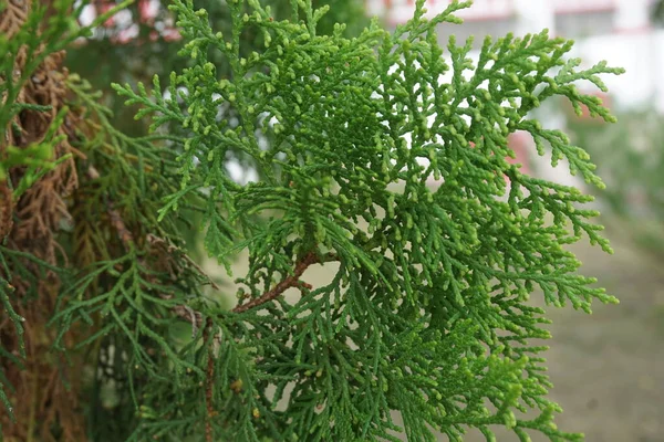 자연적 있는스 오크스 Casuarinaceae Allocasuarina — 스톡 사진