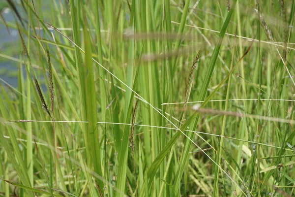 Erba Cogon Con Uno Sfondo Naturale — Foto Stock