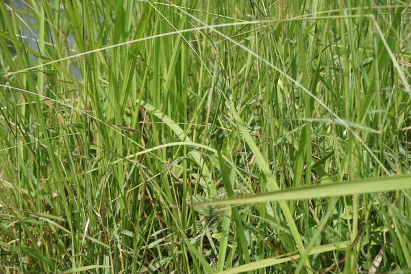 Kogon Gräs Med Naturlig Bakgrund — Stockfoto