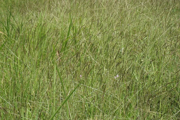 Kogon Gräs Med Naturlig Bakgrund — Stockfoto