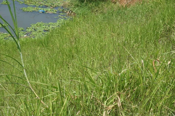 Cogongras Mit Natürlichem Hintergrund — Stockfoto