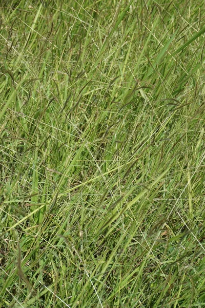 Kogon Gräs Med Naturlig Bakgrund — Stockfoto